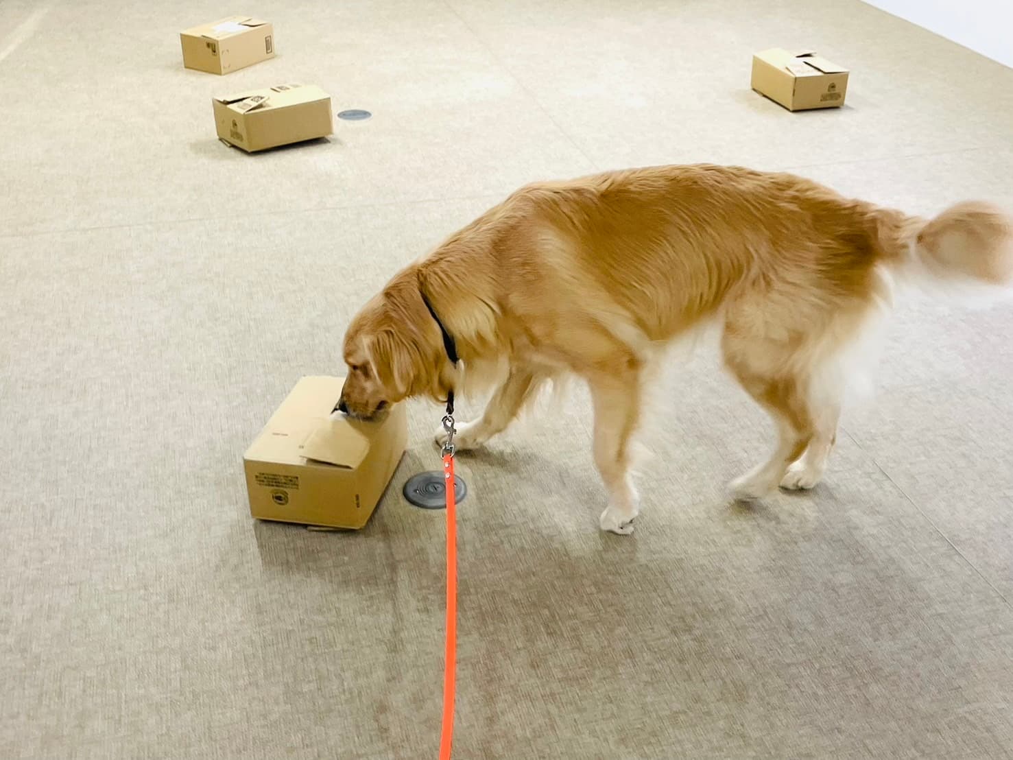 愛犬とノーズワーク！ゲーム感覚でニオイを探すの楽しいワン【プチお土産付き】