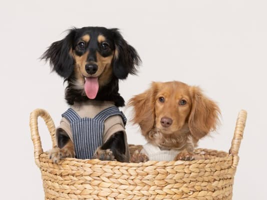 愛犬の“今”をとじこめた一枚を、プロの手で。犬専門写真館の撮影体験のイメージ2