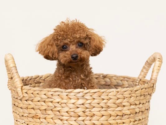 愛犬の“今”をとじこめた一枚を、プロの手で。犬専門写真館の撮影体験のイメージ3