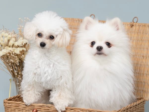 愛犬の“今”をとじこめた一枚を、プロの手で。犬専門写真館の撮影体験のイメージ6