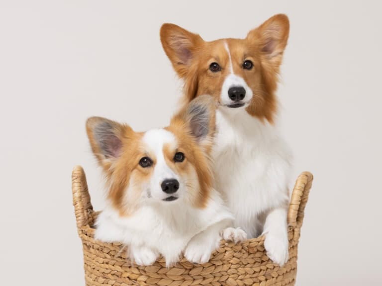 愛犬の“今”をとじこめた一枚を、プロの手で。犬専門写真館の撮影体験のイメージ7