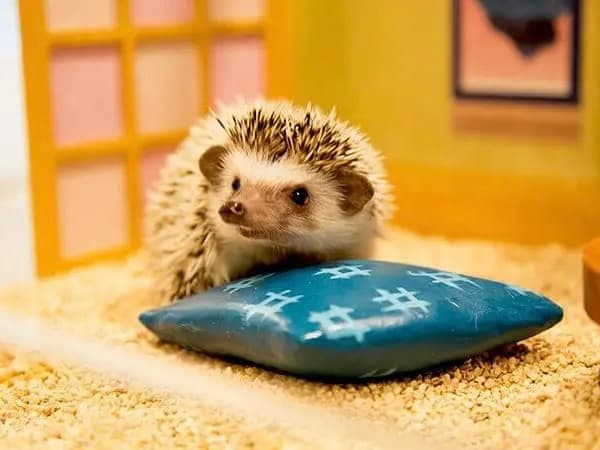 おとぎ話のような渋谷のハリネズミカフェへ。ゆったり60分ふれあいペア体験のイメージ4