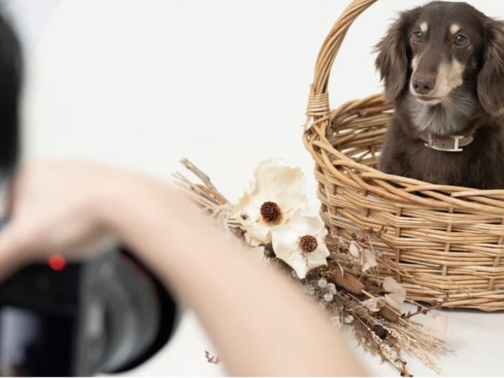 愛犬の“今”をとじこめた一枚を、プロの手で。犬専門写真館の撮影体験のイメージ5