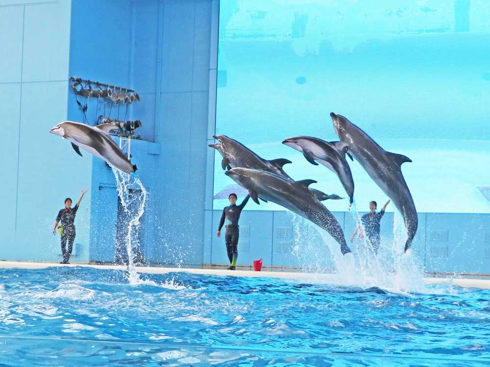 【東京都内に在住・在勤・在学の方限定】横浜・八景島シーパラダイスで、絶景も絶叫も楽しむワンデーパス(要証明書の提示)